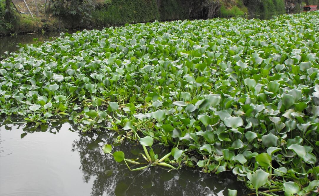 Lirio acuático, de plaga a producto sustentable 