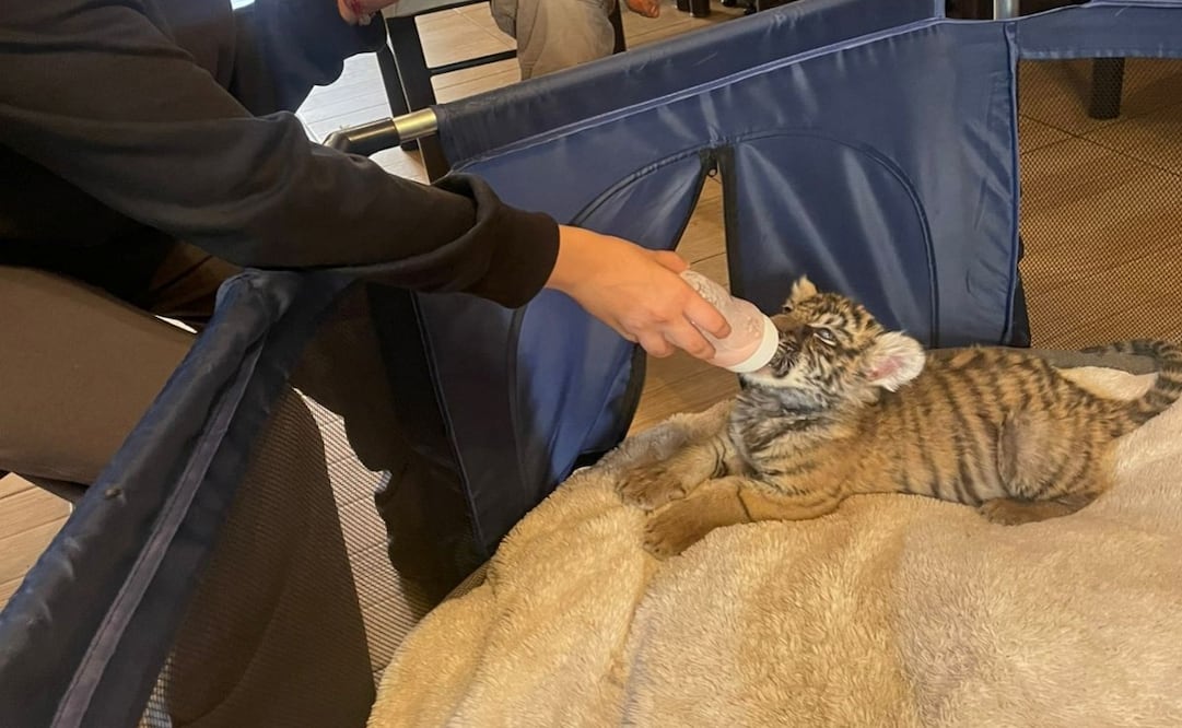 Resguardan a cachorra de tigre de Bengala en la alcaldía Xochimilco. Foto: Especial