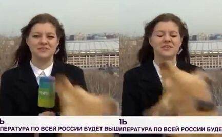 Viral: Perro "periodista" roba micrófono en transmisión en vivo