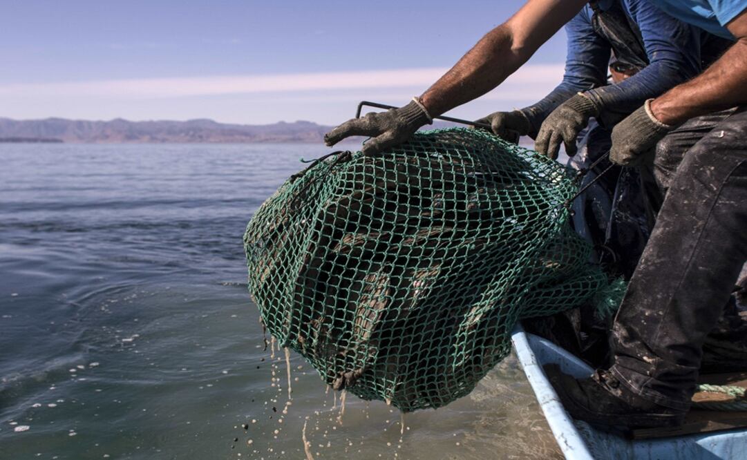 Fishermen pull up a bag with fish at the Gulf of California – Photo: Guillermo Arias/AFP