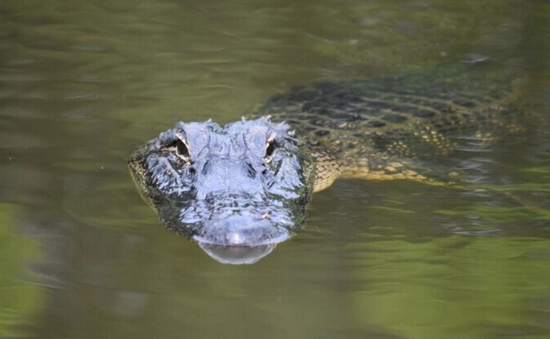 Diferencias entre un caimán y un cocodrilo. Fuente: Freepik
