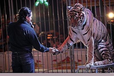 “¡Pasen a ver la última función con animales!”