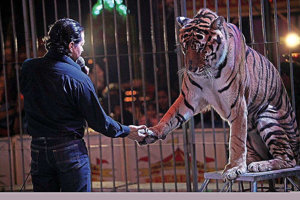 El domador Junior se despide de uno de sus tres tigres, que integraban el espectáculo del circo Hermanos Cedeño, por quienes pidió un aplauso al reducido público que fue testigo de la última función. Foto: IVÁN STEPHENS. EL UNIVERSAL 