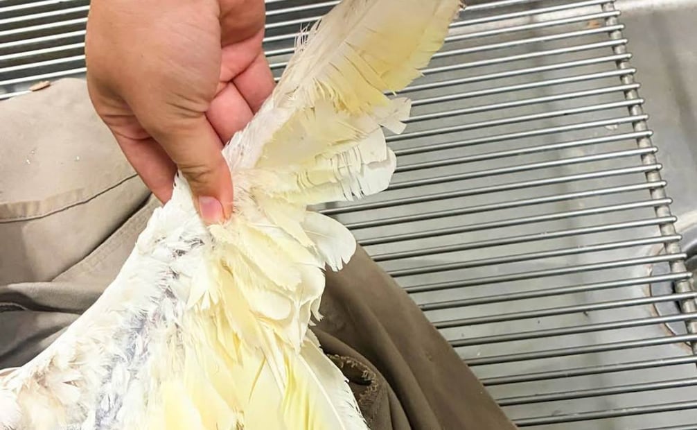 Heridas de la ave asegurada (23/12/2025). Foto: Especial