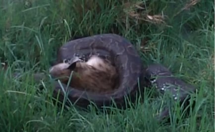 Una pitón de 4 metros se come a una hiena de 70 kilos