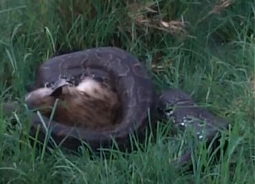 Una pitón de 4 metros se come a una hiena de 70 kilos