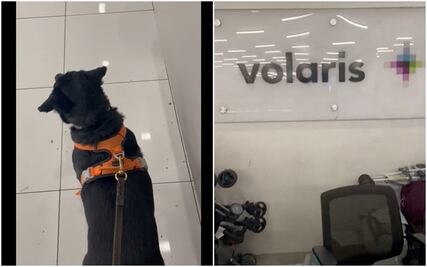 VIDEO: Paga más de 7 mil pesos por viajar con su mascota y lo regresan lastimado; Volaris evalúa el caso