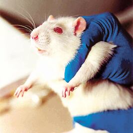 Van contra uso de animales en laboratorios