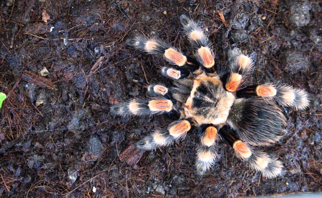 Albergará especies diferentes de arácnidos y artrópodos como escorpiones, vinagrillos, ciempiés y tendarapos. (FOTO: Cortesía Conacyt) 