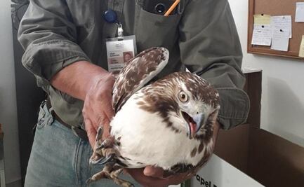 En menos de 2 meses Profepa ha decomisado 4 animales exóticos