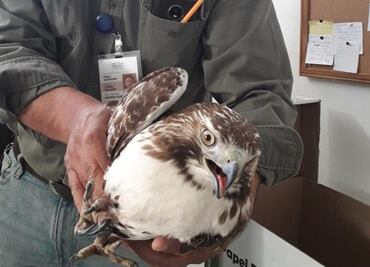 En menos de 2 meses Profepa ha decomisado 4 animales exóticos