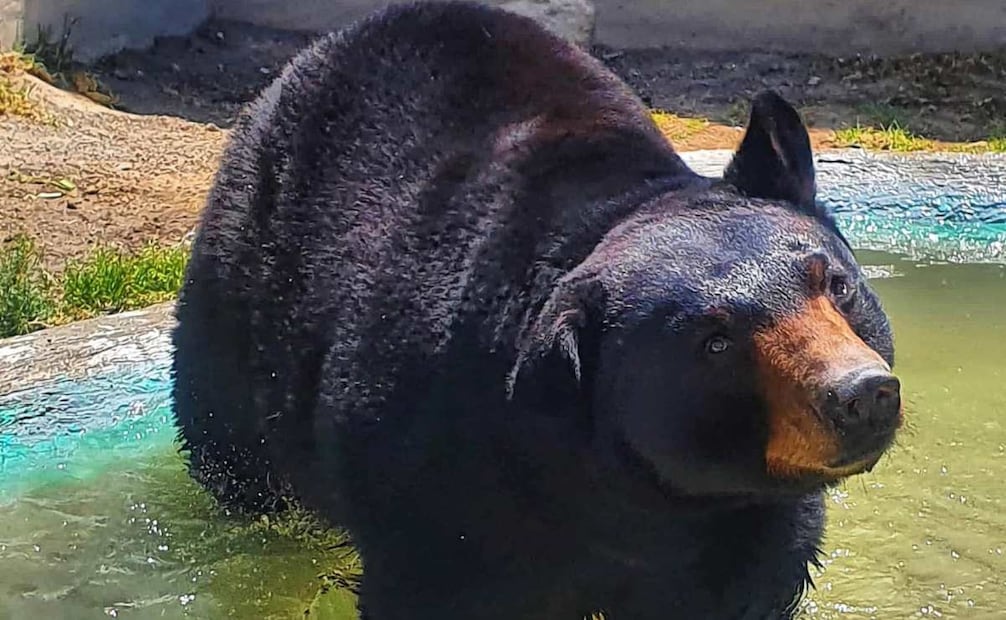 Foto: Facebook Animal Experience México