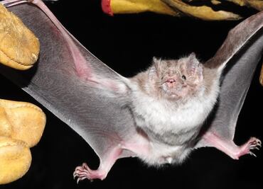 Investigan bondades ecológicas de los murciélagos en Tamaulipas