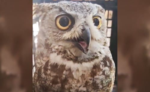 Profepa Rescues 6 Injured Wild Animals in Baja California Sur; Osprey Chicks, Owl, and Snake Among Species