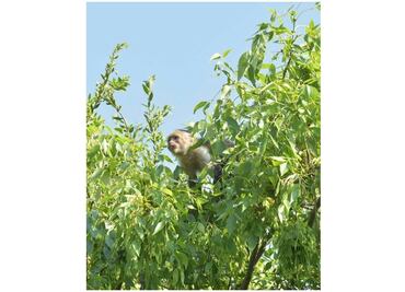 Brigadas de rescate intentan capturar a mono capuchino en Paseo de la Reforma