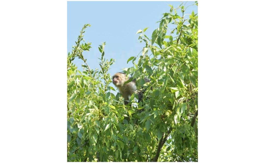 Las primeras versiones indican que el animal se escapó de una casa cercana. (Foto: Especial)