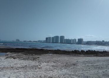 Llegan primeros recales de sargazo a costas de Quintana Roo