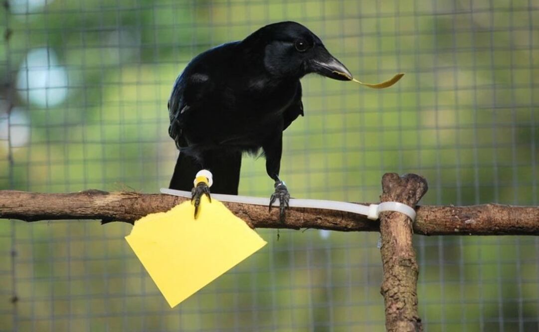 Uno de los cuervos estudiados Foto: Sarah Jelbert