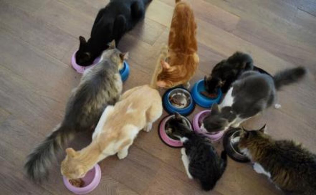 ONG en Grecia busca empleados para cuidar gatos en isla