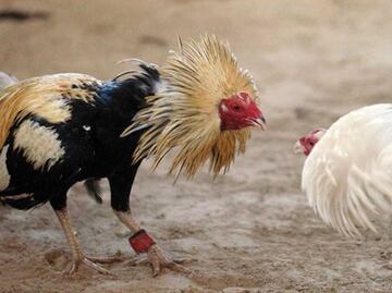 Motosicario mata a una persona y lesiona a 3 más en pelea de gallos en Jungapeo, Michoacán