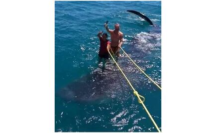 Denuncian maltrato de tiburón ballena en Q Roo; investigan veracidad de fotos