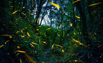 Cuándo es el recorrido entre luciérnagas del Bosque Esmeralda en Edomex