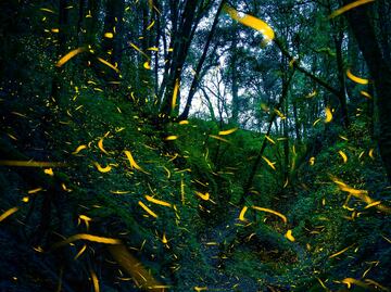 Cuándo es el recorrido entre luciérnagas del Bosque Esmeralda en Edomex