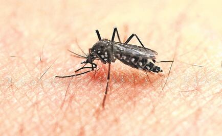 Suman en Oaxaca 301 casos de Zika