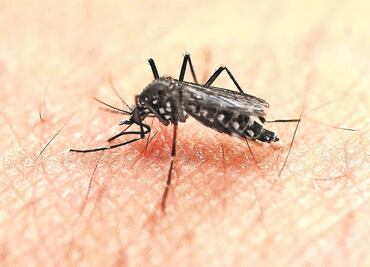 Suman en Oaxaca 301 casos de Zika