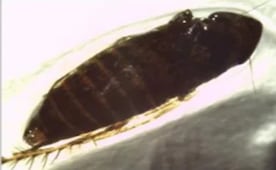 Detectan rara plaga agrícola proveniente de México en garita comercial de EU; es una amenaza potencial, consideran especialistas 