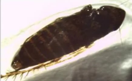 Detectan rara plaga agrícola proveniente de México en garita comercial de EU; es una amenaza potencial, consideran especialistas