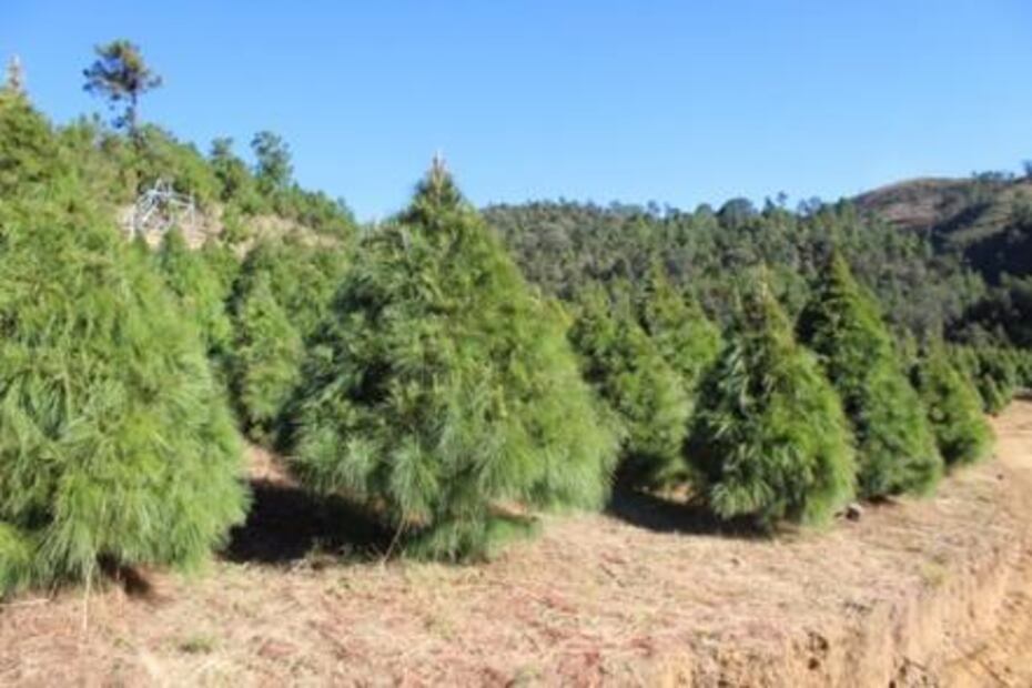 Productores mexicanos comercializan 700 mil árboles de Navidad