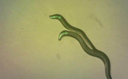 Un gusano renunció a un cuarto de su genoma para autofecundarse