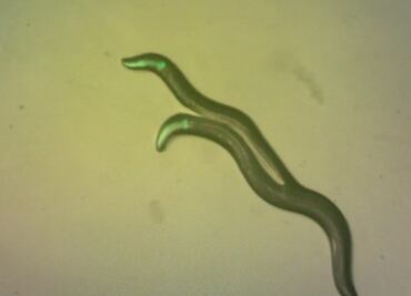 Un gusano renunció a un cuarto de su genoma para autofecundarse