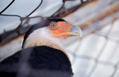 Rescatan a Águila “Quebrantahuesos” en Atizapán de Zaragoza; autoridades definirán su destino