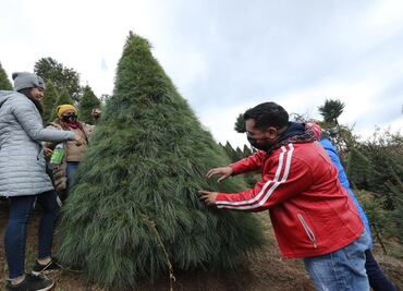Árboles de navidad naturales en CDMX y Edomex, ¿dónde comprar el ideal?; consulta aquí algunas opciones