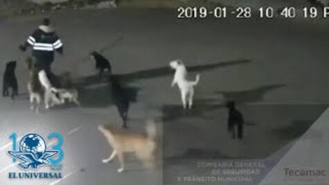 Capturan a 5 de 11 perros que mataron a mujer en Tecámac