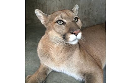 Profepa investiga a comercio por muerte de puma en Coahuila