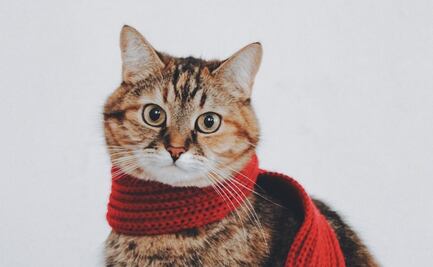 Estas son las 3 razas de gatos más saludables