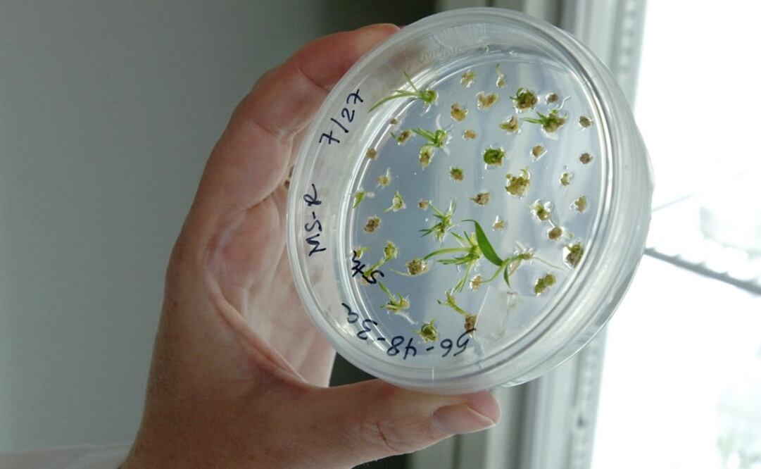 Seed banks are essential to preserve plant species - Photo: Josh Reynolds/AP