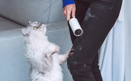 ¿Cómo quitar pelo de gato de la ropa? Conoce estas técnicas sostenibles
