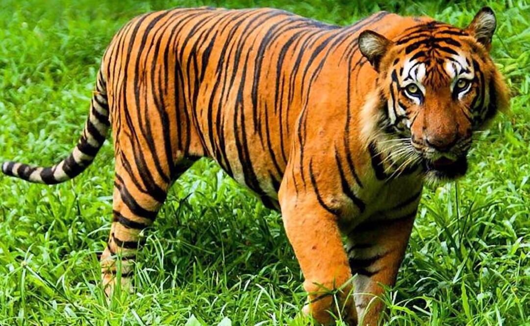 Es una especie se declara en extinción cuando pasa sin ser vista durante 50 años.