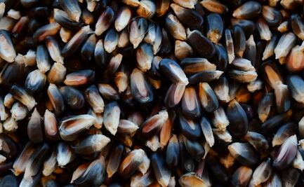 ¿Maíz qué…? Estas son las diferencias entre el maíz endémico y el transgénico