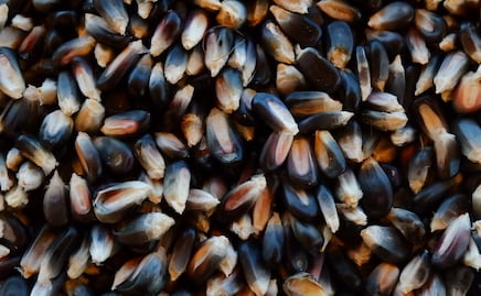 ¿Maíz qué…? Estas son las diferencias entre el maíz endémico y el transgénico