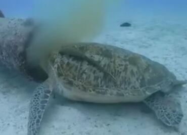 Captan a tortuga en peligro de extinción alimentándose de desechos en una tubería