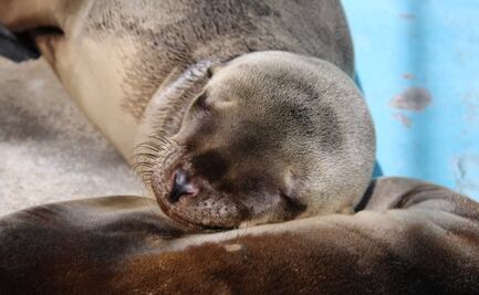 “Policías de CDMX estamos preparados contra el tráfico de animales”