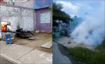 Por araña violinista, fumigan fraccionamientos en Veracruz