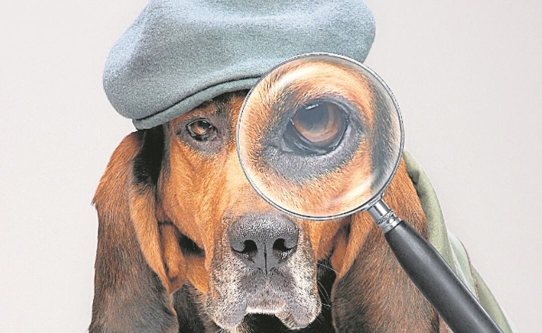 Cada perro es equipado con una especie de chaleco especial. Foto: NATIONAL GEOGRAPHIC