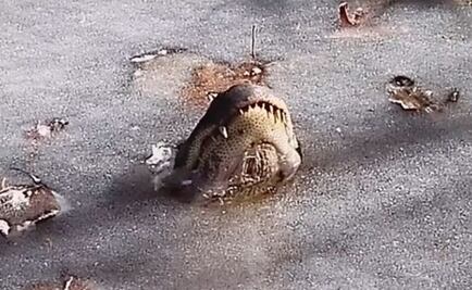 Video. La sorprendente técnica de los caimanes para sobrevivir al frío en EU