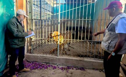 Denuncian de maltrato animal al zoológico Wameru en Querétaro; Profepa ordena medidas a favor de 4 especies 